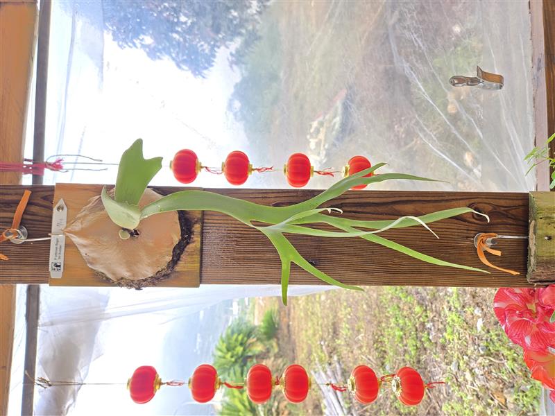 香香久溢咖啡莊園,多款鹿角蕨進駐