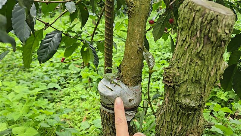 香香久溢咖啡莊園,Important Announcem 重要公告